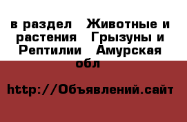  в раздел : Животные и растения » Грызуны и Рептилии . Амурская обл.